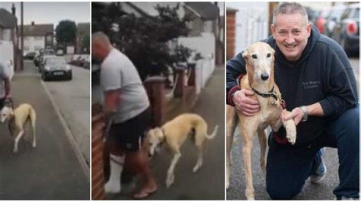 9-Year-Old Dog who Faked Leg Wound to Sympathize with Injured Owner Costs N170k in Vet Fees