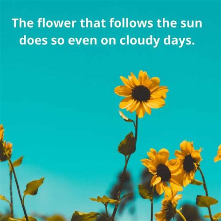Beautiful sunflower quotes, sayings, puns, and memes to make your day