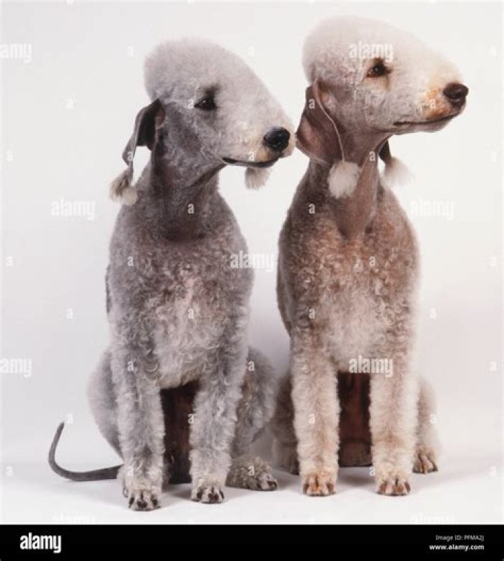 Bedlington Terrier Price, Ungroomed, Unclipped, Temperament, Size, and Colors