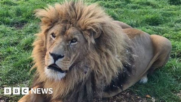 BREAKING: OAU's 9-Year-Old Lion Kills Staff, Full Details Emerge