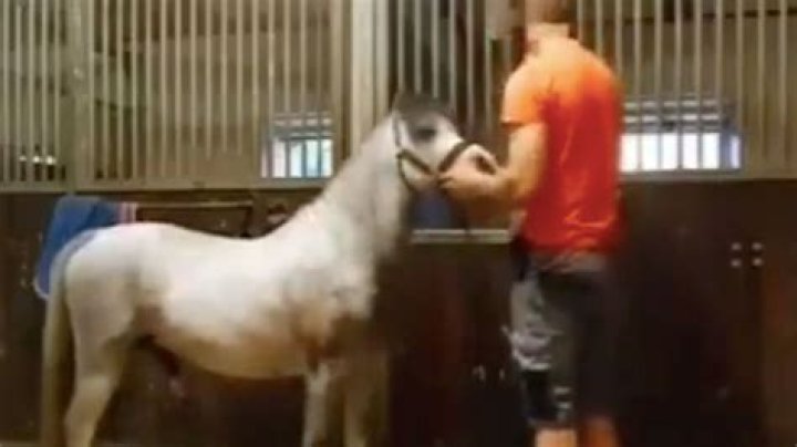 Michael Hanley Horse Video Reddit And Twitter: Orange Shirt