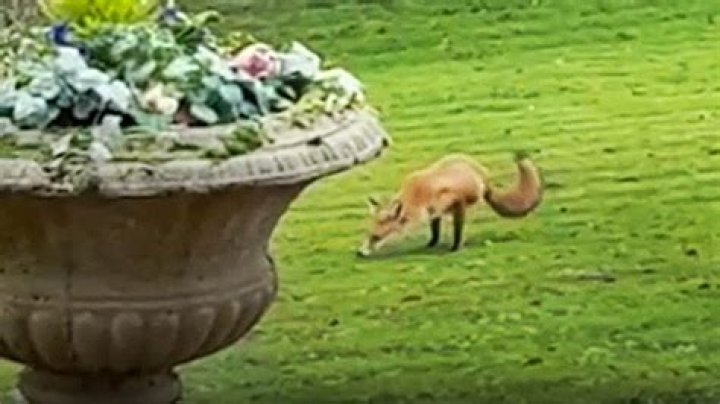Phil Carter And Jane Carter Captured Two Legged Fox Roaming Around Their Garden